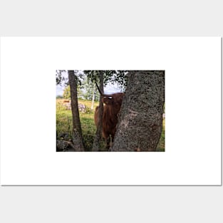 Scottish Highland Cattle Cow 2071 Posters and Art